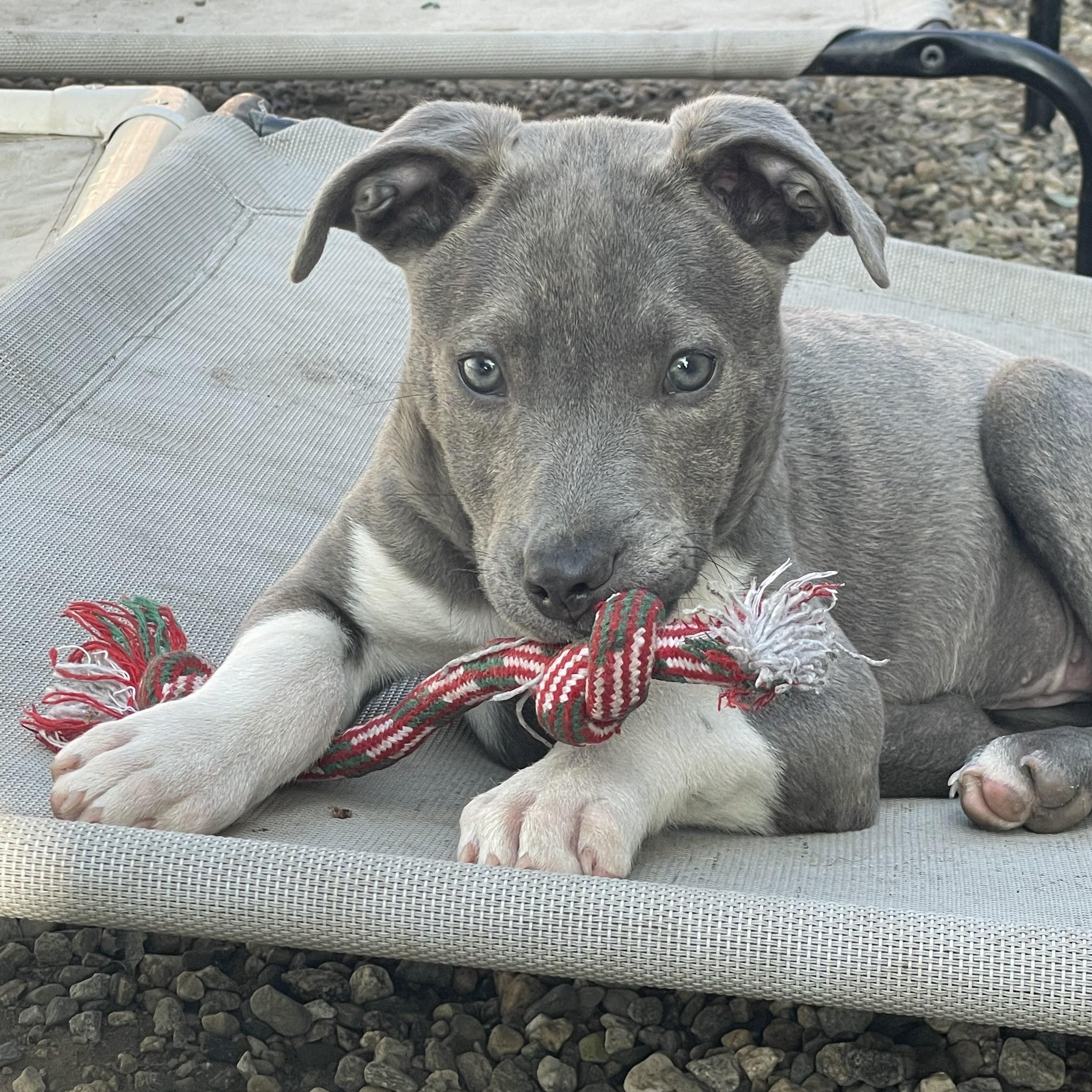 Zula-ADOPT Me!!, ADOPTABLE, Young Female Pit Bull Terrier & Husky.