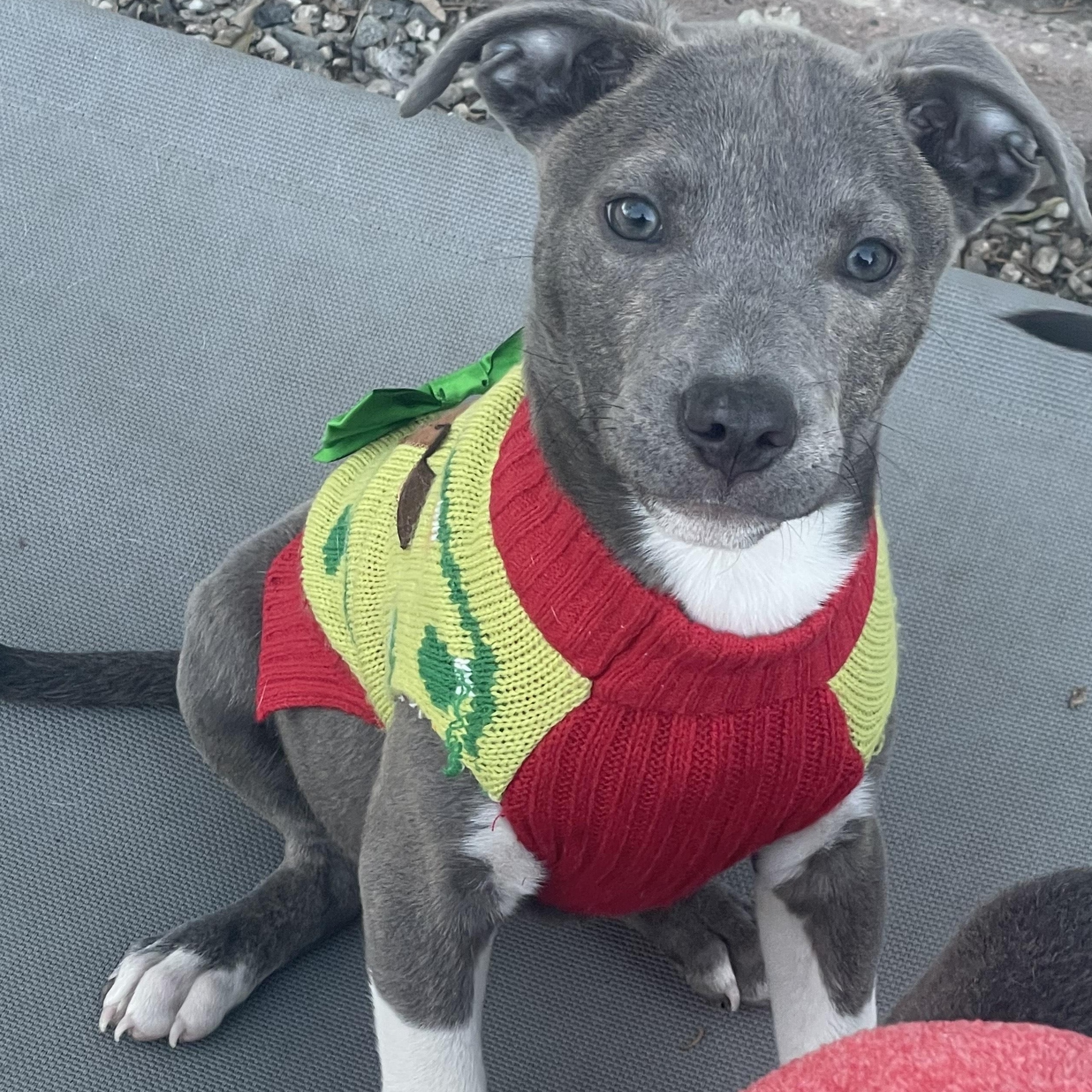 Enlarge Zula-ADOPT Me!!, a ADOPTABLE mixed breed in Redondo Beach, CA image 2/5