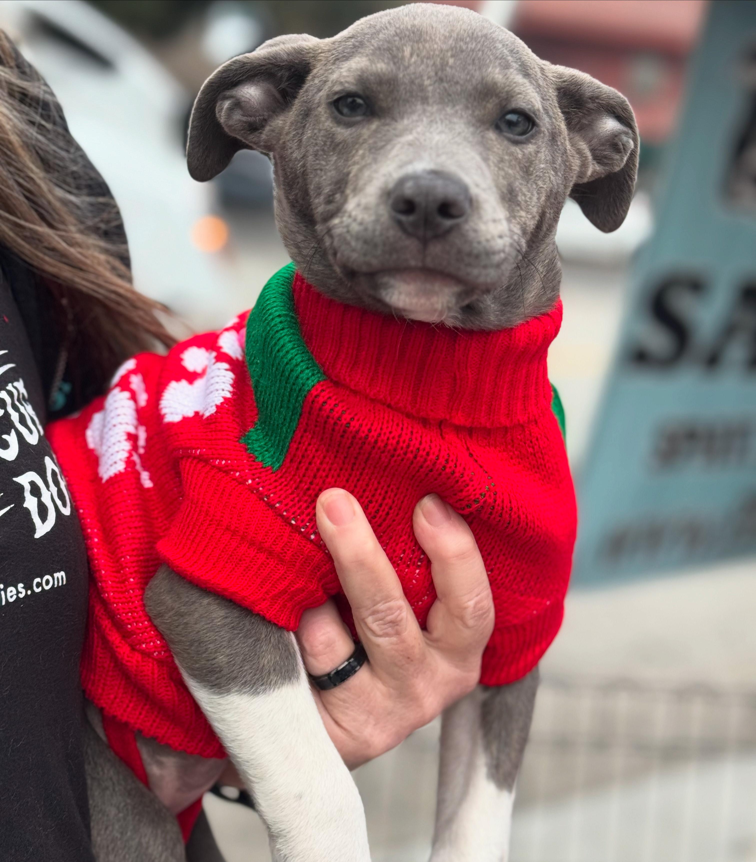 Enlarge Zula-ADOPT Me!!, a ADOPTABLE mixed breed in Redondo Beach, CA image 4/5