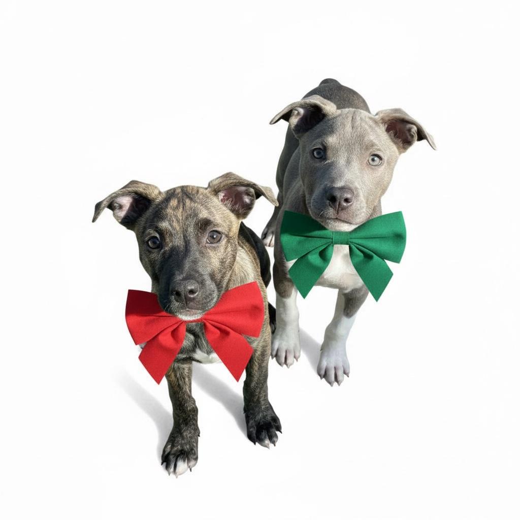 Enlarge Zula-ADOPT Me!!, a ADOPTABLE mixed breed in Redondo Beach, CA image 5/5