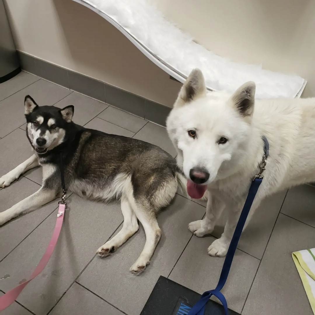 Juliet and romeo bonded pair, Adoptable, Adult Female Alaskan Malamute.
