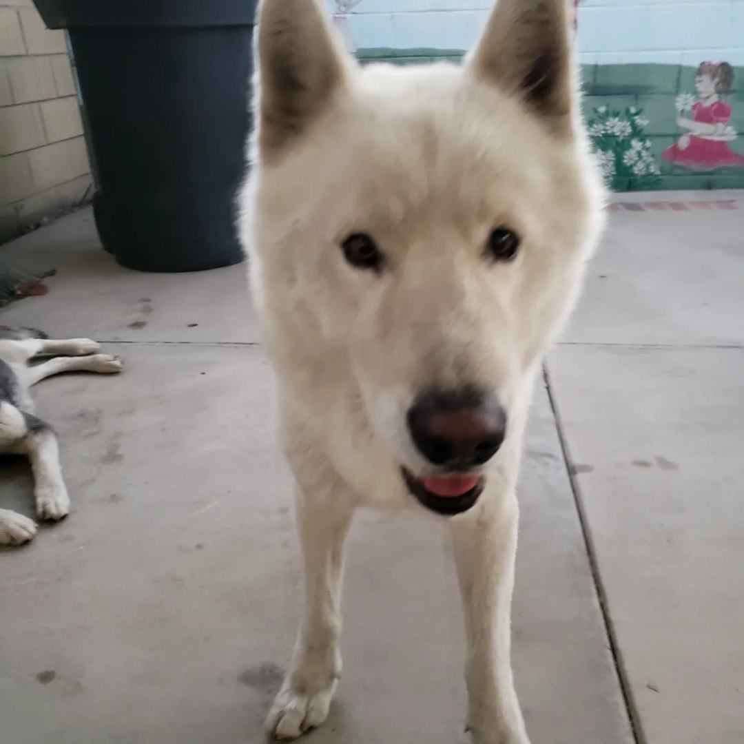 Juliet and romeo bonded pair, a Adoptable Alaskan Malamute in Brea, CA image 2/17