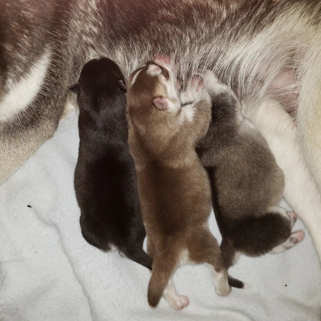 Juliet and romeo bonded pair, a Adoptable Alaskan Malamute in Brea, CA image 3/17