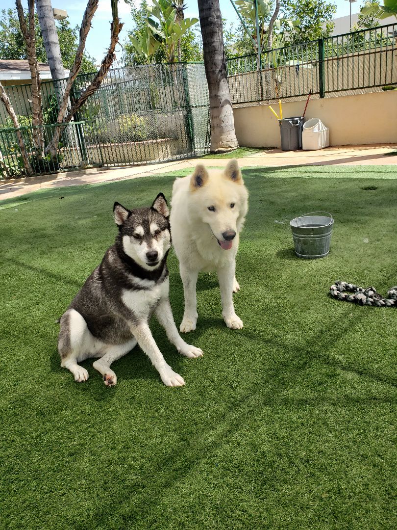 Juliet and romeo bonded pair, a Adoptable Alaskan Malamute in Brea, CA image 4/17