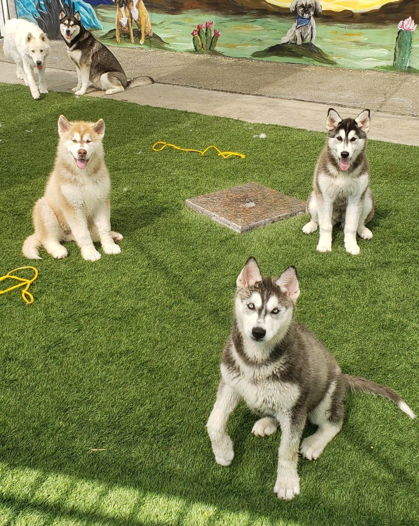 Juliet and romeo bonded pair, a Adoptable Alaskan Malamute in Brea, CA image 5/17