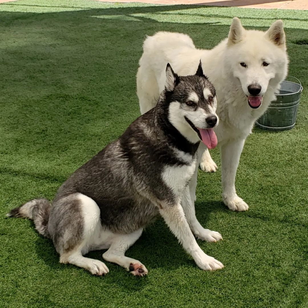 Juliet and romeo bonded pair, a Adoptable Alaskan Malamute in Brea, CA image 6/17