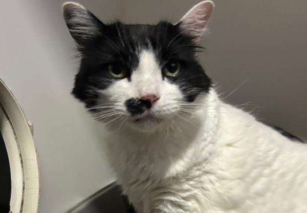 Fergie, Adoptable, Adult Female Domestic Short Hair.