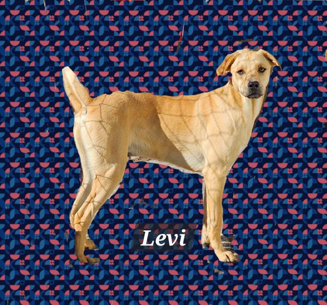 Levi, a Adoptable mixed breed in Wrightwood, CA image 2/2