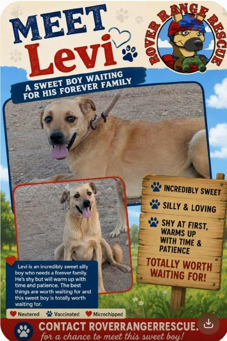 Levi, Adoptable, Young Male Pug & Staffordshire Bull Terrier.
