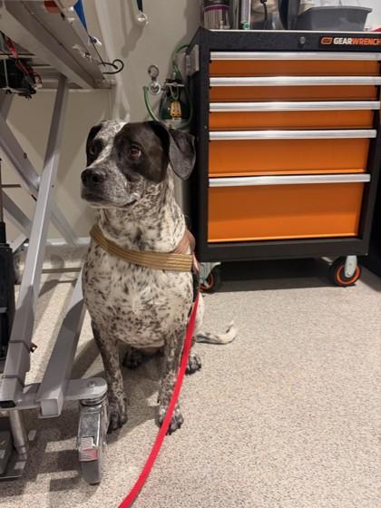 Enlarge Sammy, a ADOPTABLE mixed breed in Hamilton, MT image 1/1