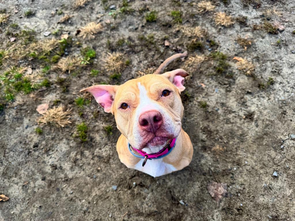 Honey, Adoptable, Adult Female Pit Bull Terrier.