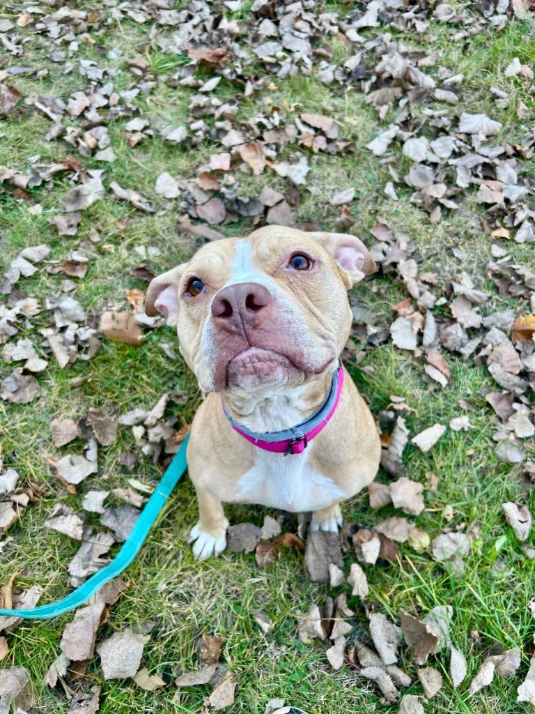 Enlarge Honey, a Adoptable Pit Bull Terrier in Gloversville, NY image 2/5