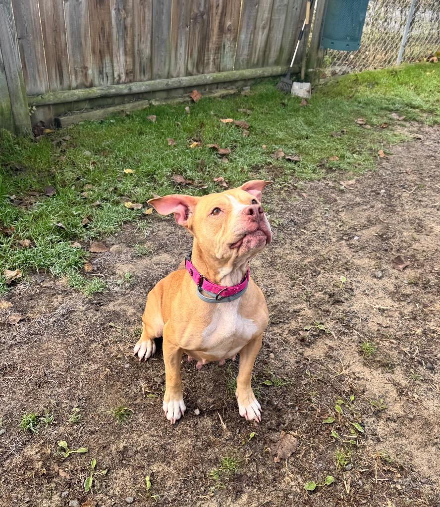 Enlarge Honey, a Adoptable Pit Bull Terrier in Gloversville, NY image 3/5