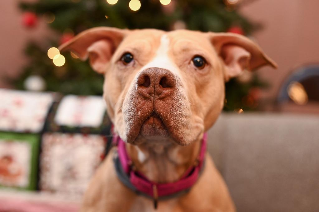 Enlarge Honey, a Adoptable Pit Bull Terrier in Gloversville, NY image 5/5