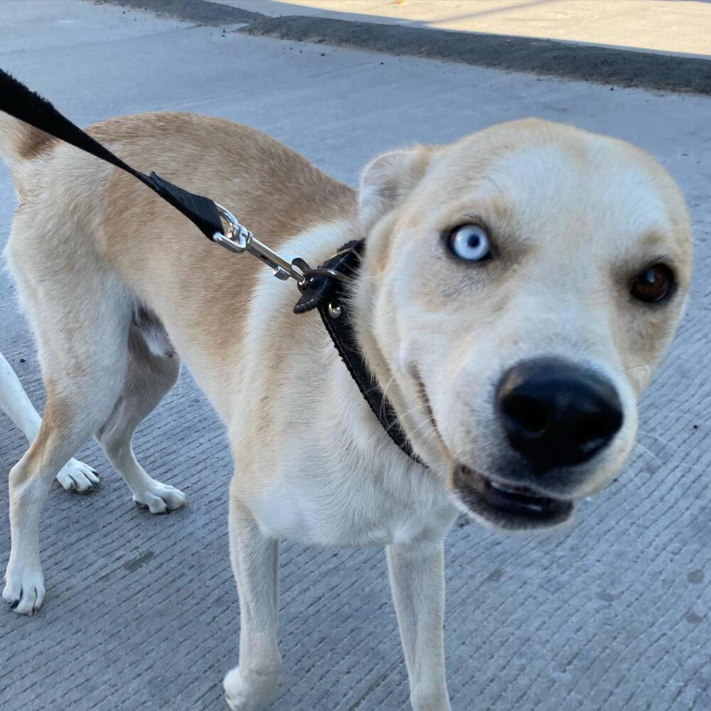 Enlarge Timothy, a Adopted mixed breed in Escondido, CA image 1/1