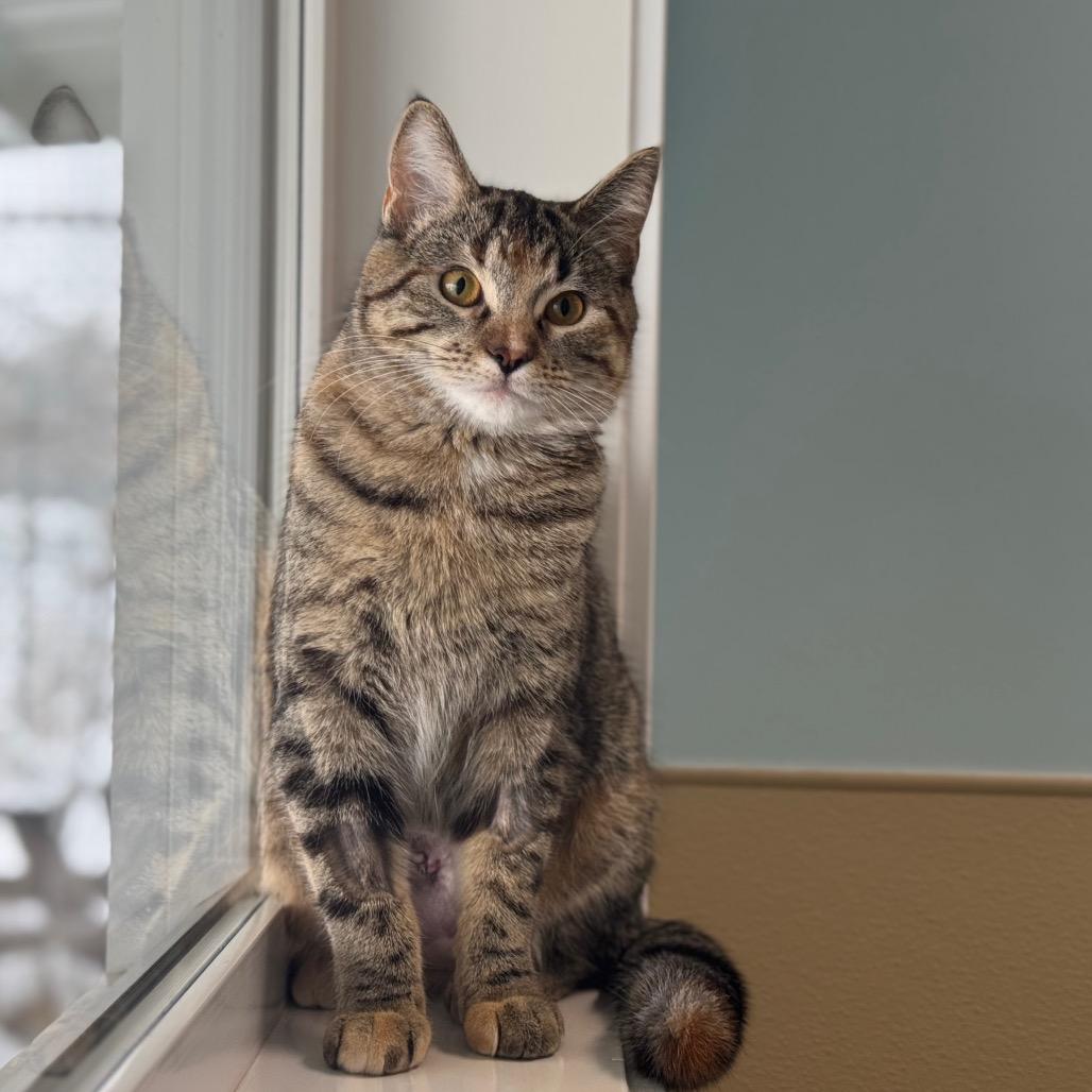 Kiki, a Adoptable Domestic Short Hair in Saskatoon, SK image 1/3