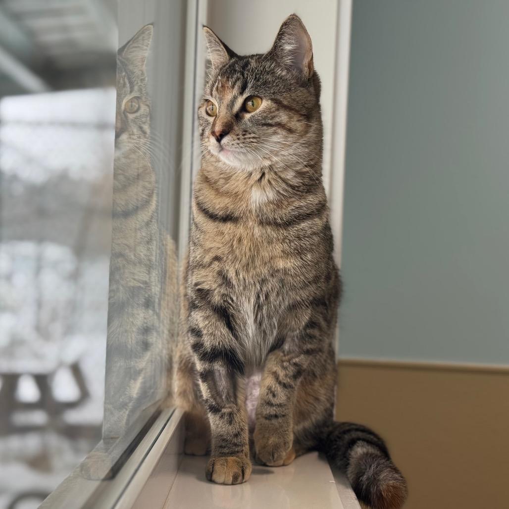 Kiki, a Adoptable Domestic Short Hair in Saskatoon, SK image 3/3