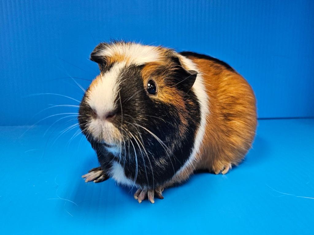 Nomi, a Adoptable mixed breed in Lewisville, TX image 1/3