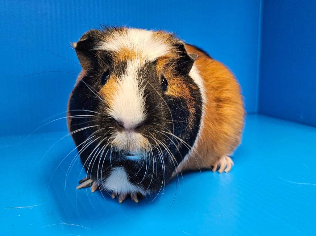 Nomi, a Adoptable mixed breed in Lewisville, TX image 2/3