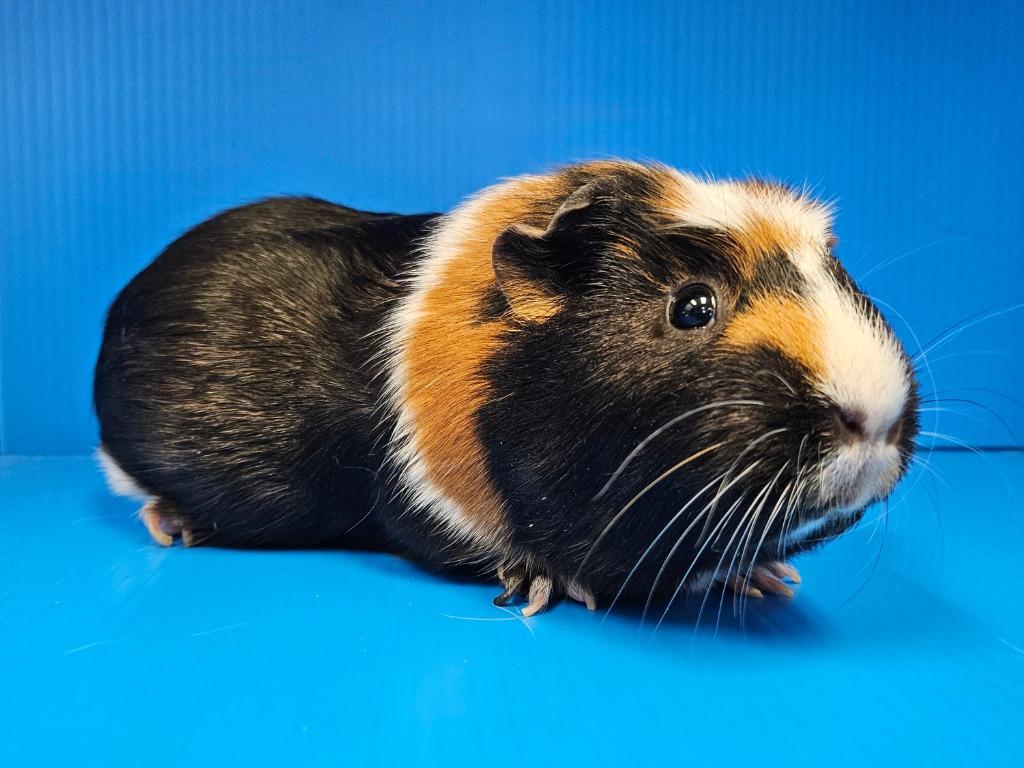 Nomi, a Adoptable mixed breed in Lewisville, TX image 3/3