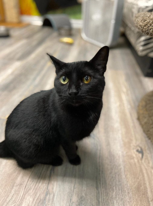 Enlarge Missy, a Adoptable Domestic Short Hair in Chicago, IL image 1/1