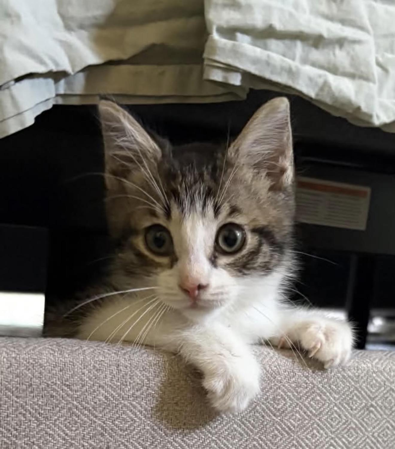 Tyson, a ADOPTABLE Domestic Short Hair in Grand Haven, MI image 1/4
