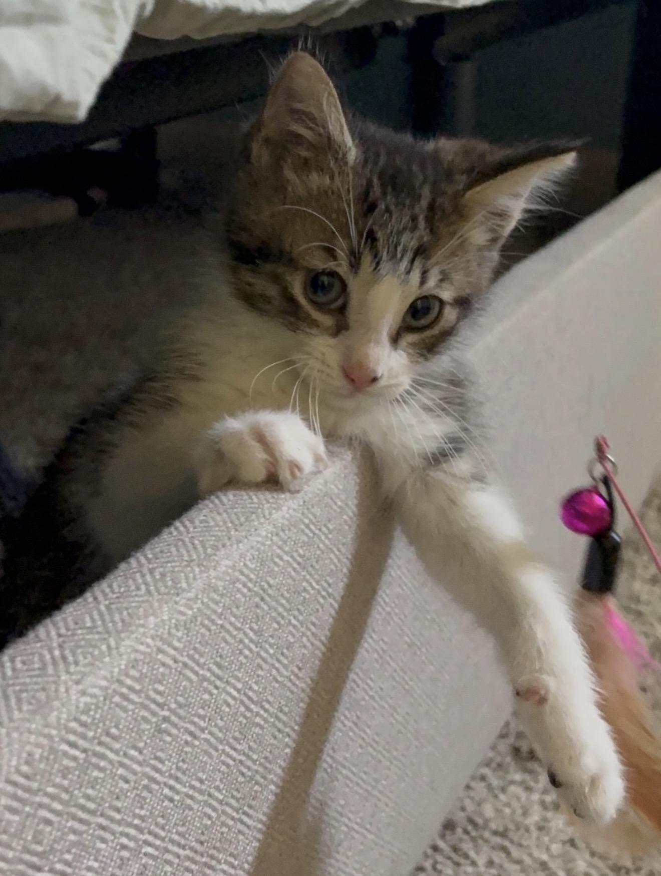Tyson, a ADOPTABLE Domestic Short Hair in Grand Haven, MI image 4/4