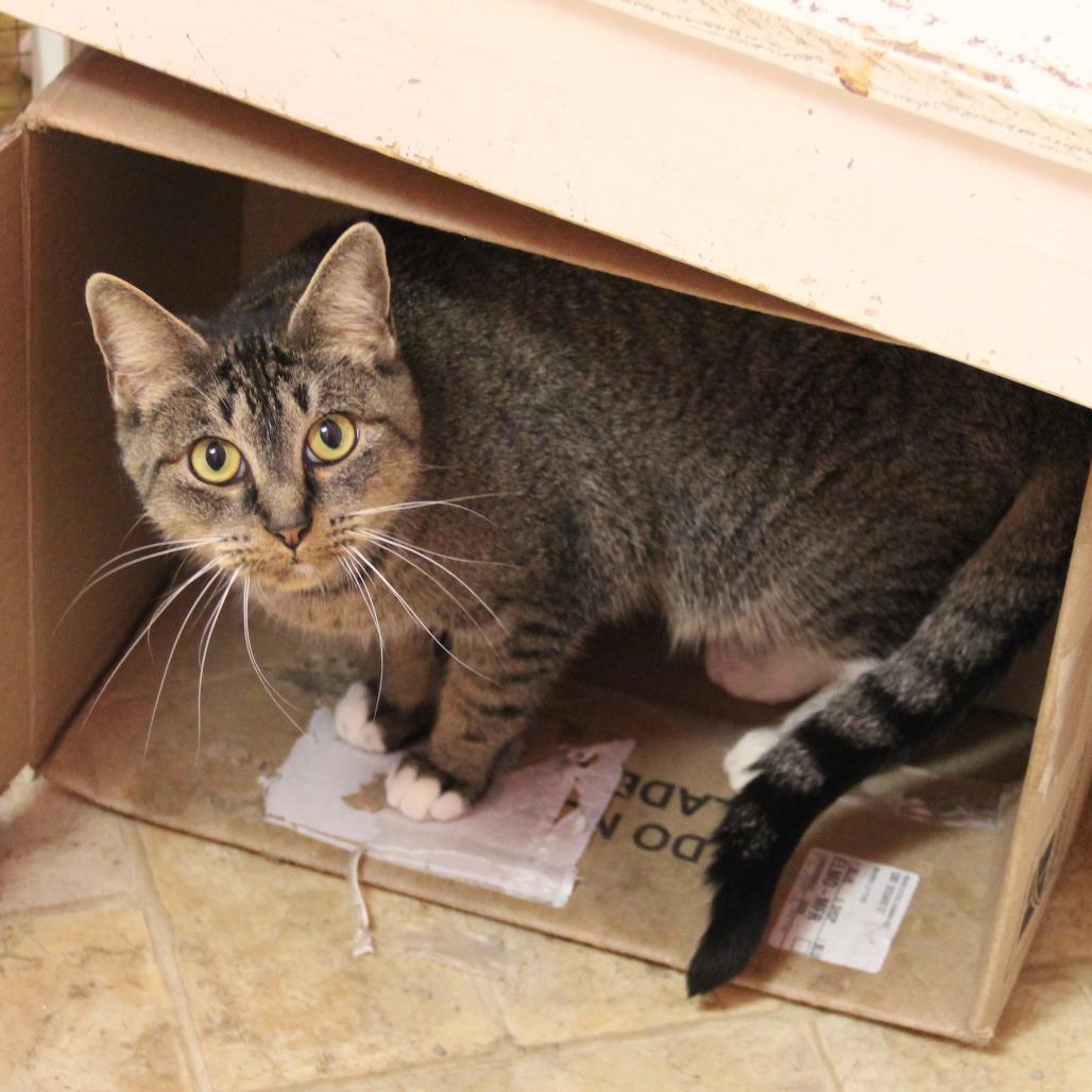 Chaos, Adoptable, Adult Female Domestic Short Hair.