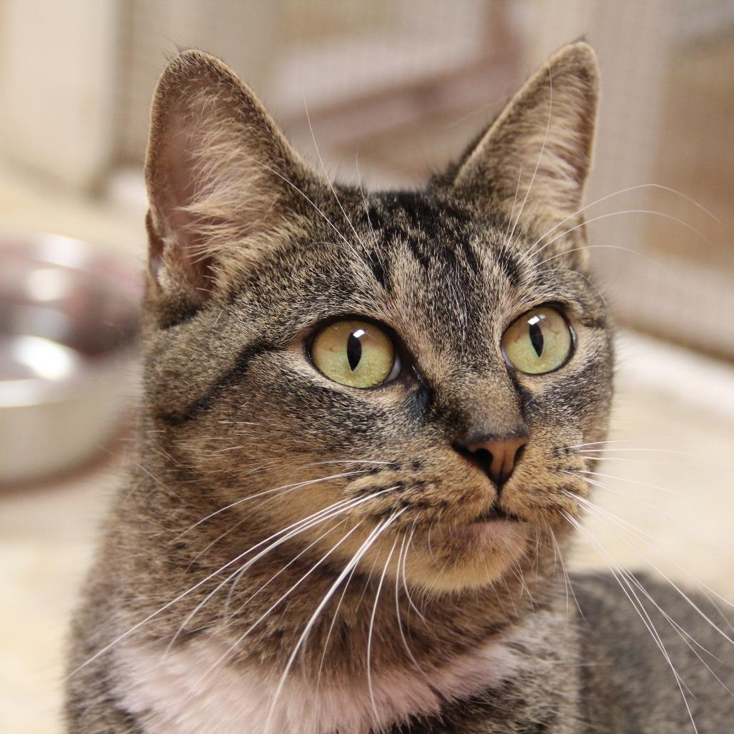 Enlarge Chaos, a Adoptable Domestic Short Hair in Monroe, LA image 2/5