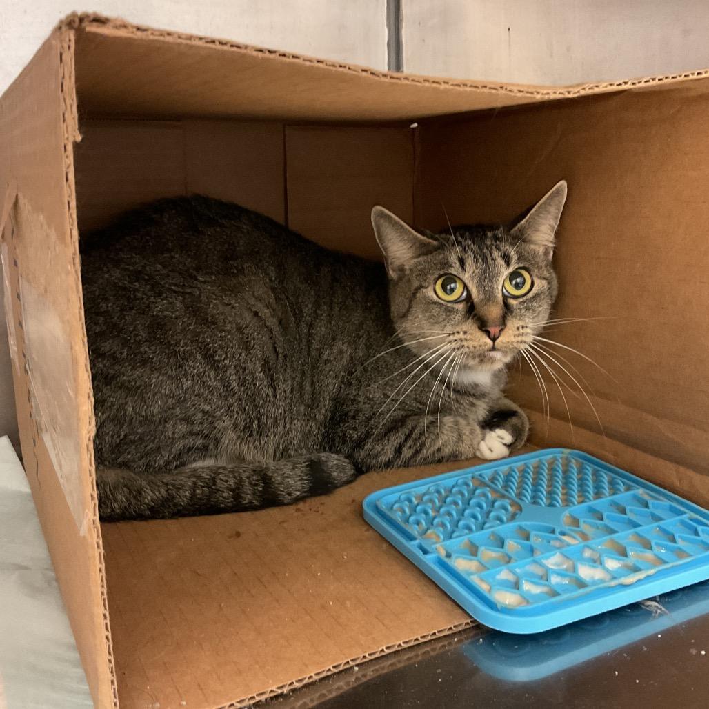 Chaos, a Adoptable Domestic Short Hair in Monroe, LA image 2/2