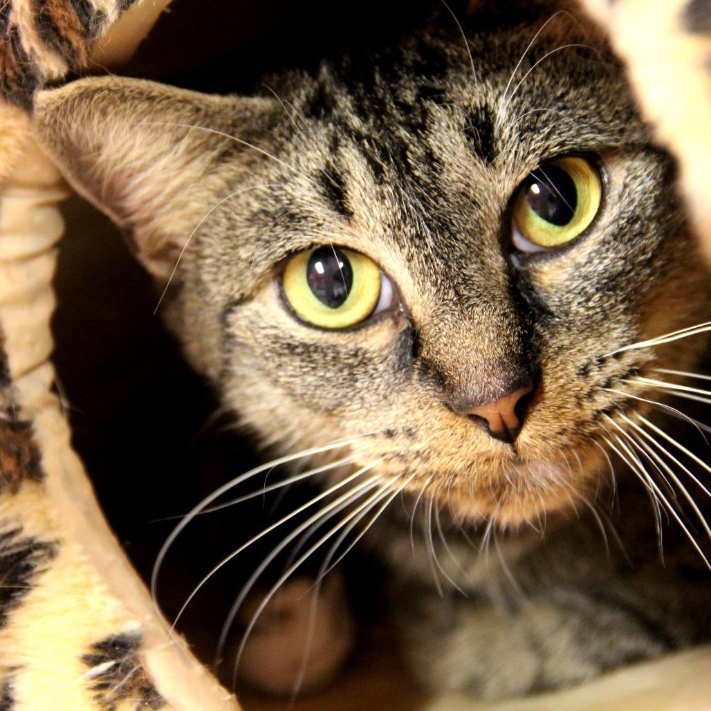 Chaos, a Adoptable Domestic Short Hair in Monroe, LA image 3/3