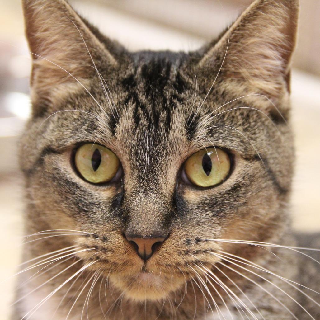 Enlarge Chaos, a Adoptable Domestic Short Hair in Monroe, LA image 5/5