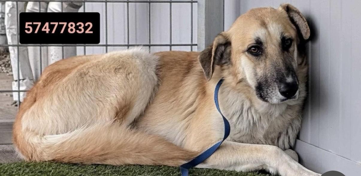 Enlarge Dasher & Dancer- Mom & Daughter (look identical)!, an adoptable mixed breed in Clayton, NC image 3/3