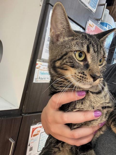 Enlarge Barracuda, a Adoptable Domestic Short Hair in Cleveland, OH image 3/4