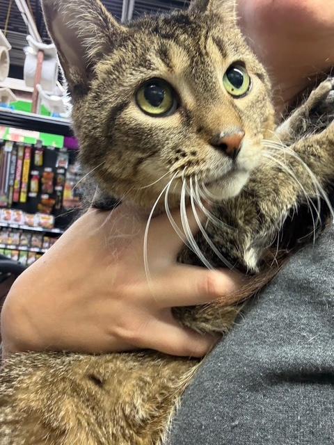 Barracuda, Adoptable, Kitten Male Domestic Short Hair.