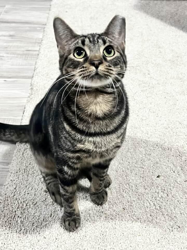 Barracuda, Adoptable, Kitten Male Domestic Short Hair.