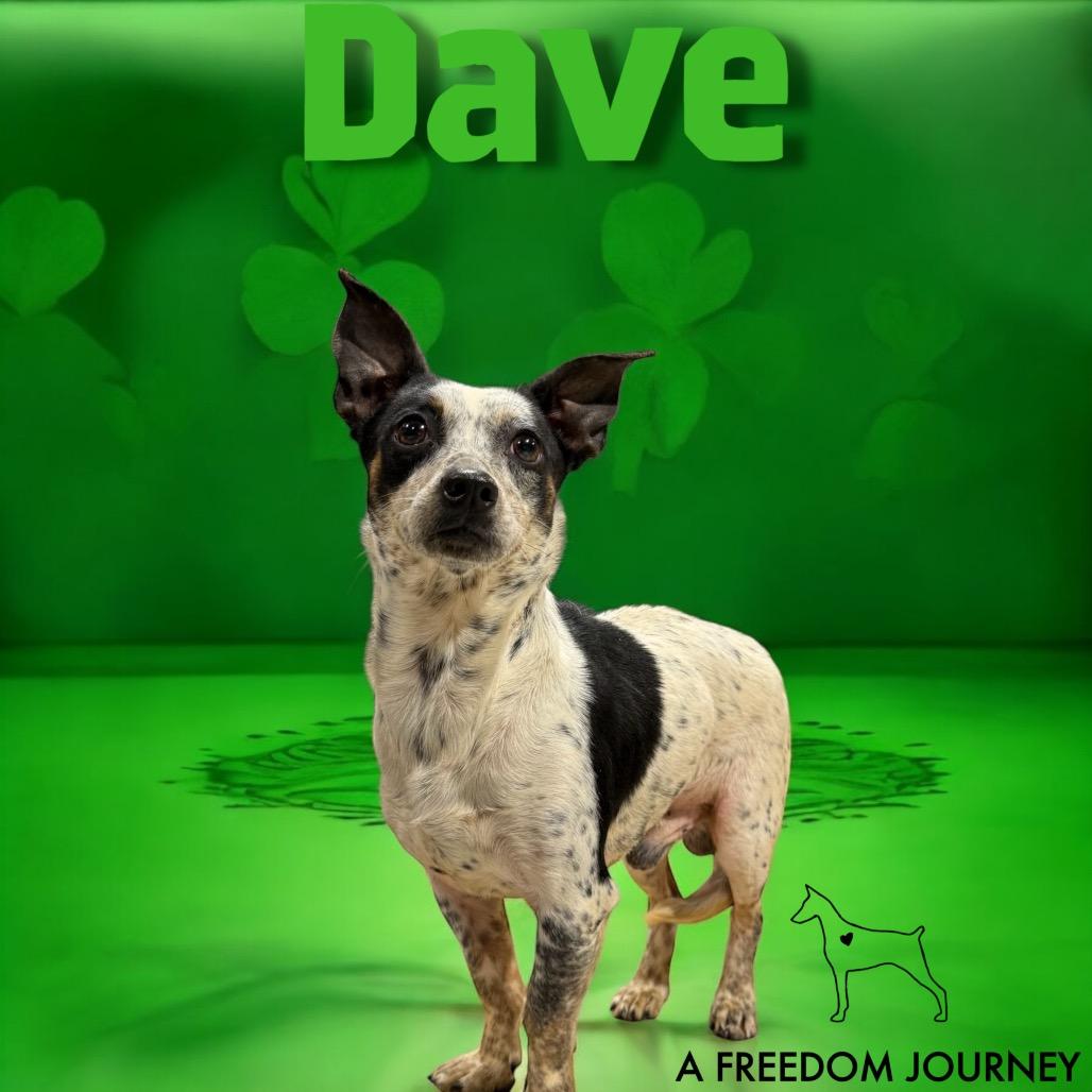 Dave thumbnail 2