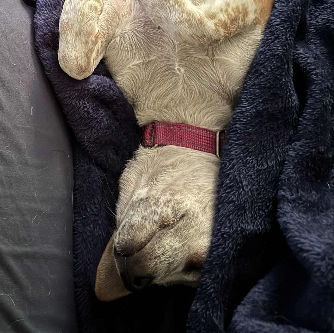 Alba