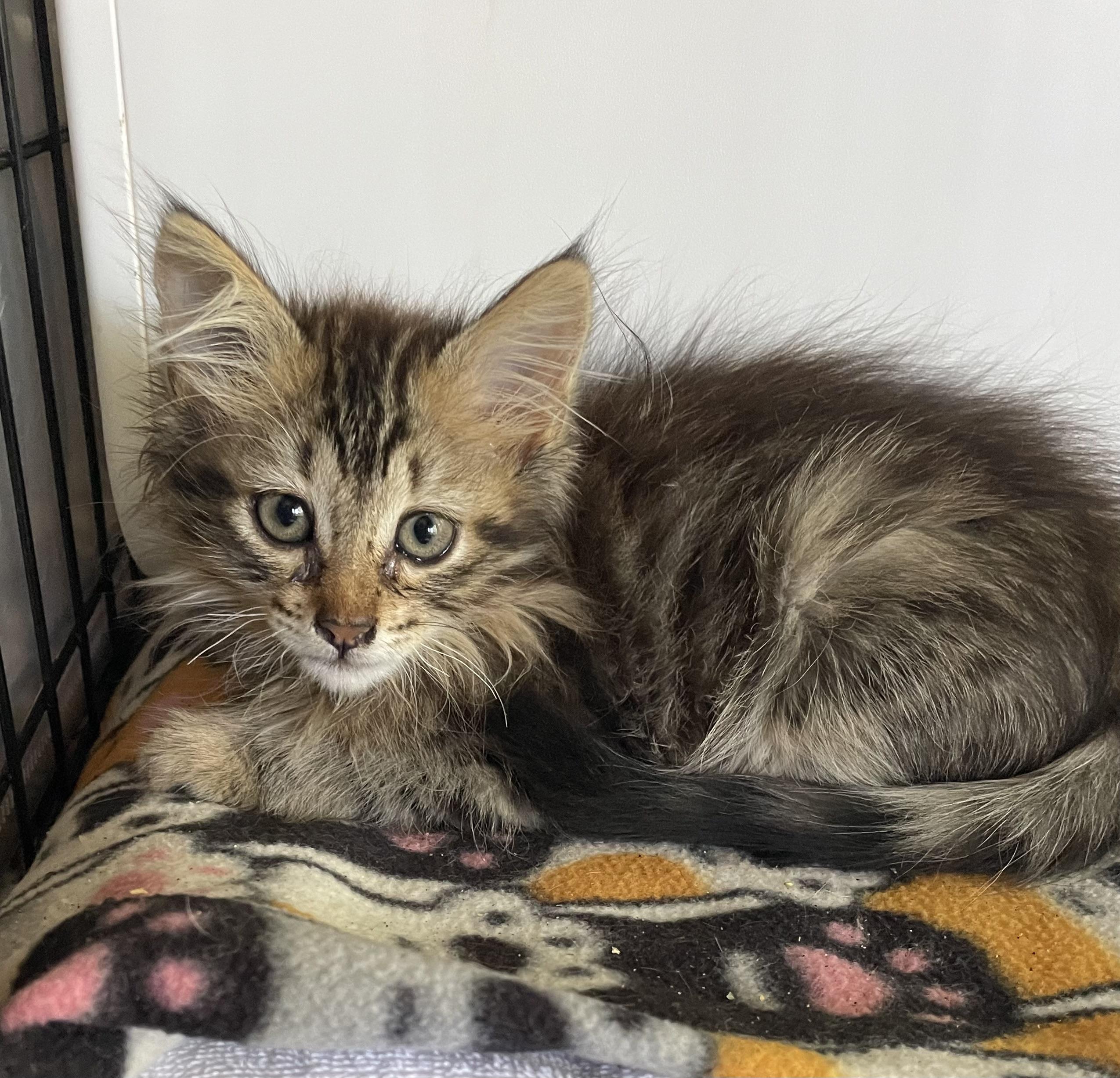 Sage, Baby Female Maine Coon