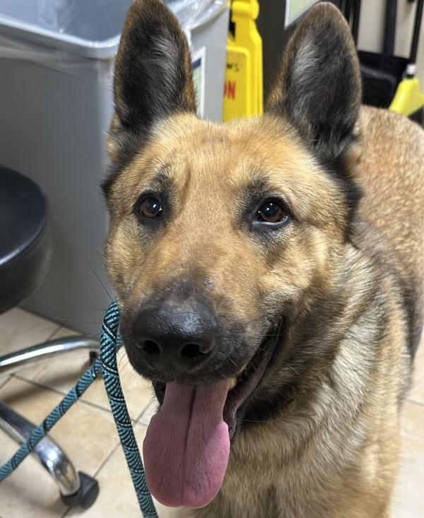 Riggs (mcas), Adoptable, Adult Male German Shepherd Dog.