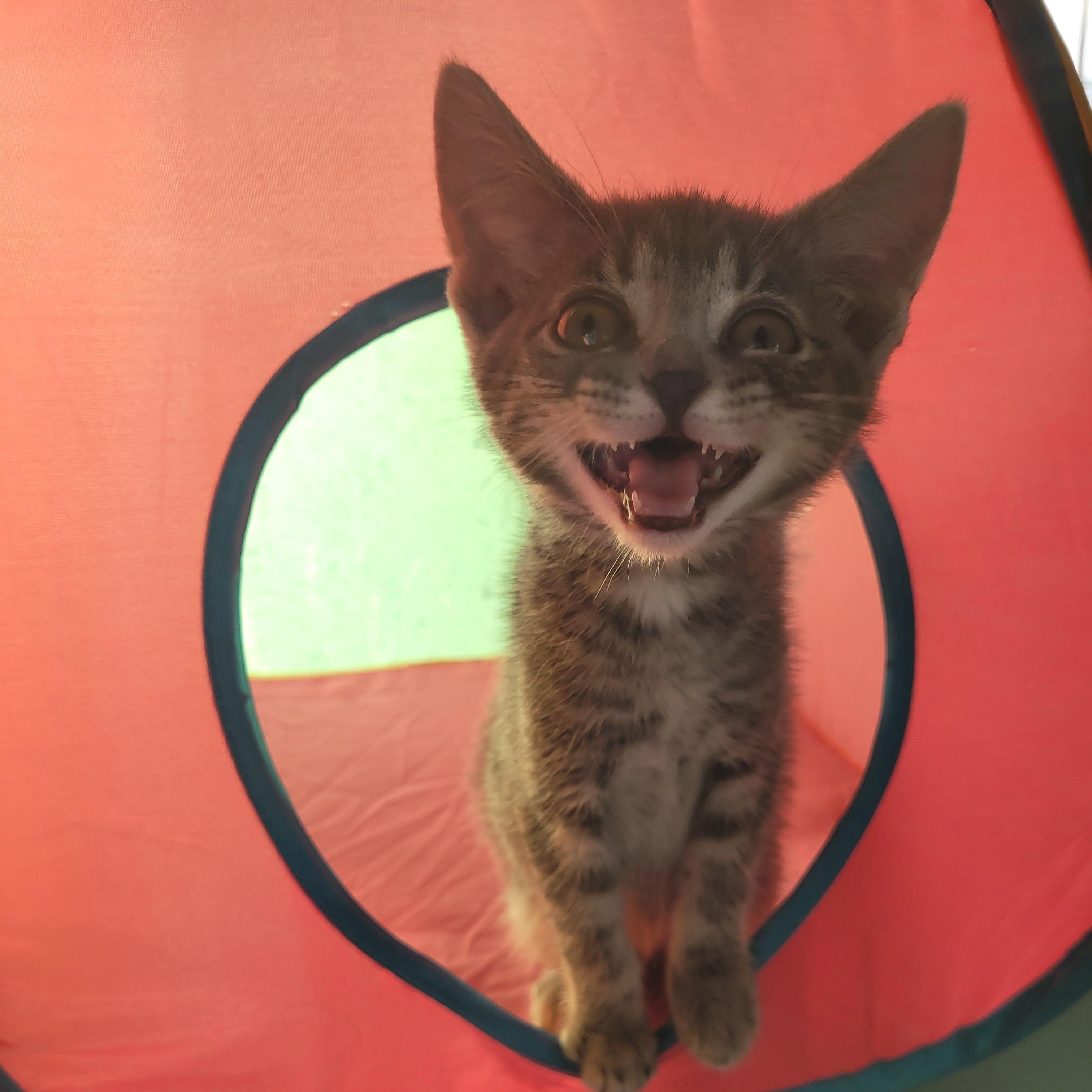 Delilah, a ADOPTABLE mixed breed in Maple Shade, NJ image 2/3