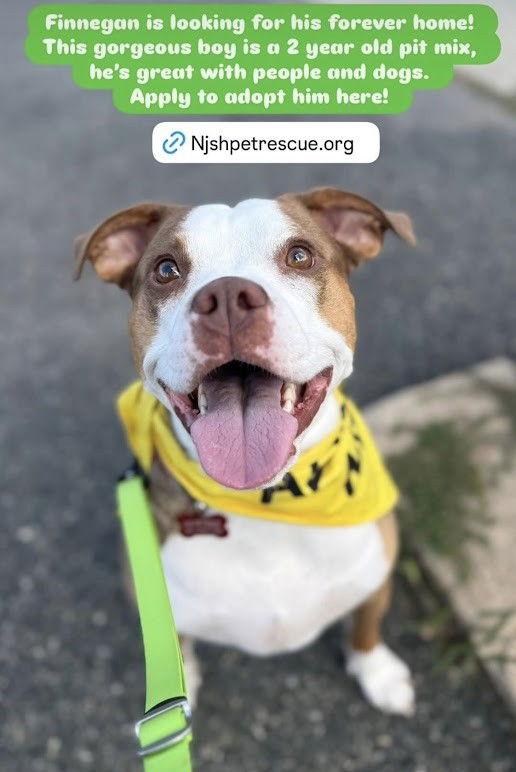 Enlarge Finnegan, a Adoptable Pit Bull Terrier in Chester, NJ image 1/3