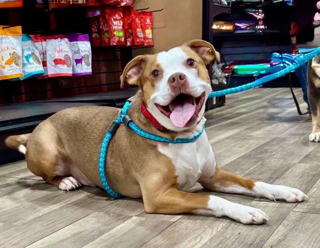 Finnegan, Adoptable, Adult Male Pit Bull Terrier.