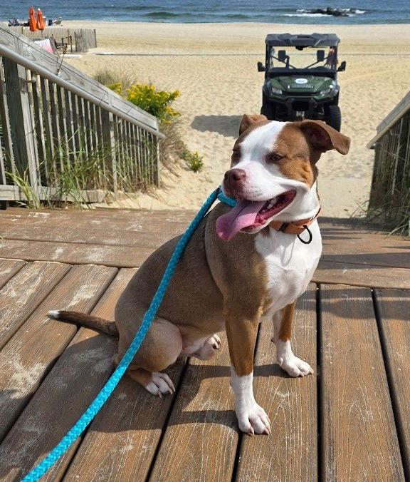 Enlarge Finnegan, a Adoptable Pit Bull Terrier in Chester, NJ image 1/3