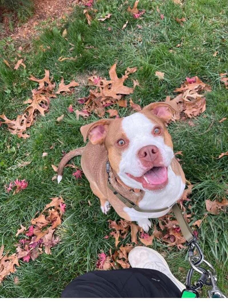 Finnegan, Adoptable, Adult Male Pit Bull Terrier.