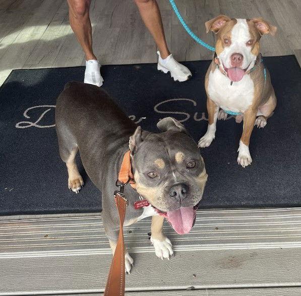 Enlarge Finnegan, a Adoptable Pit Bull Terrier in Chester, NJ image 2/3