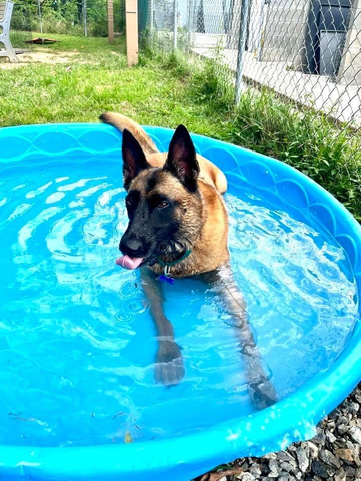 Countess Cupcake, a Adoptable mixed breed in Marshall, NC image 4/6