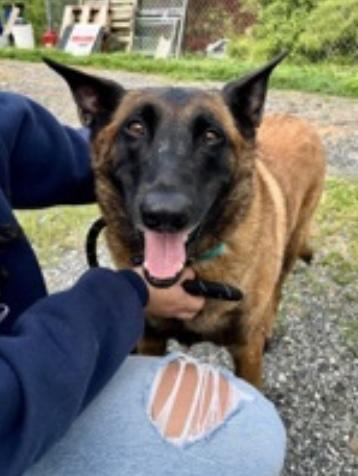 Countess Cupcake, Adult Female Belgian Shepherd / Malinois