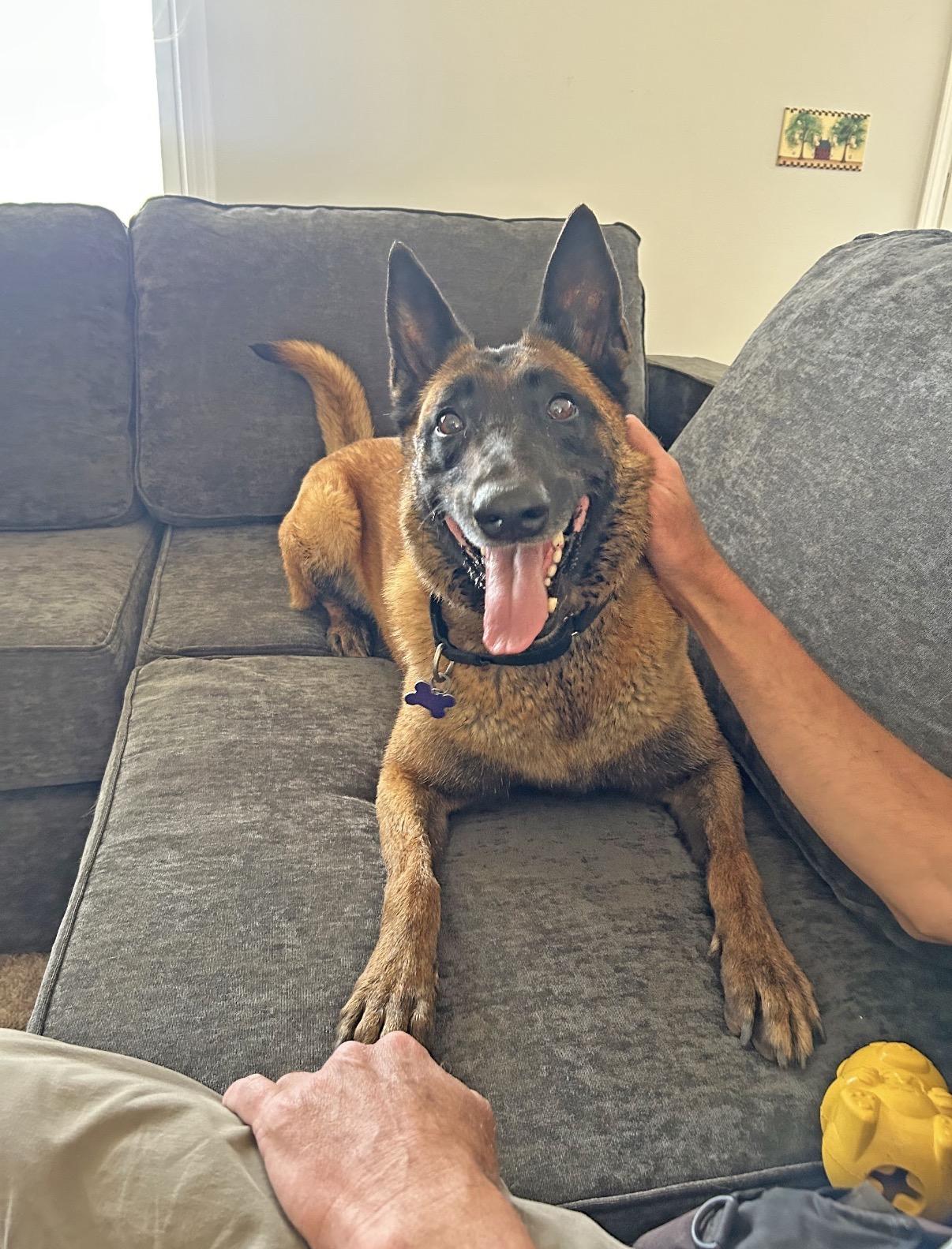 Enlarge Countess Cupcake, a Adoptable mixed breed in Marshall, NC image 4/6