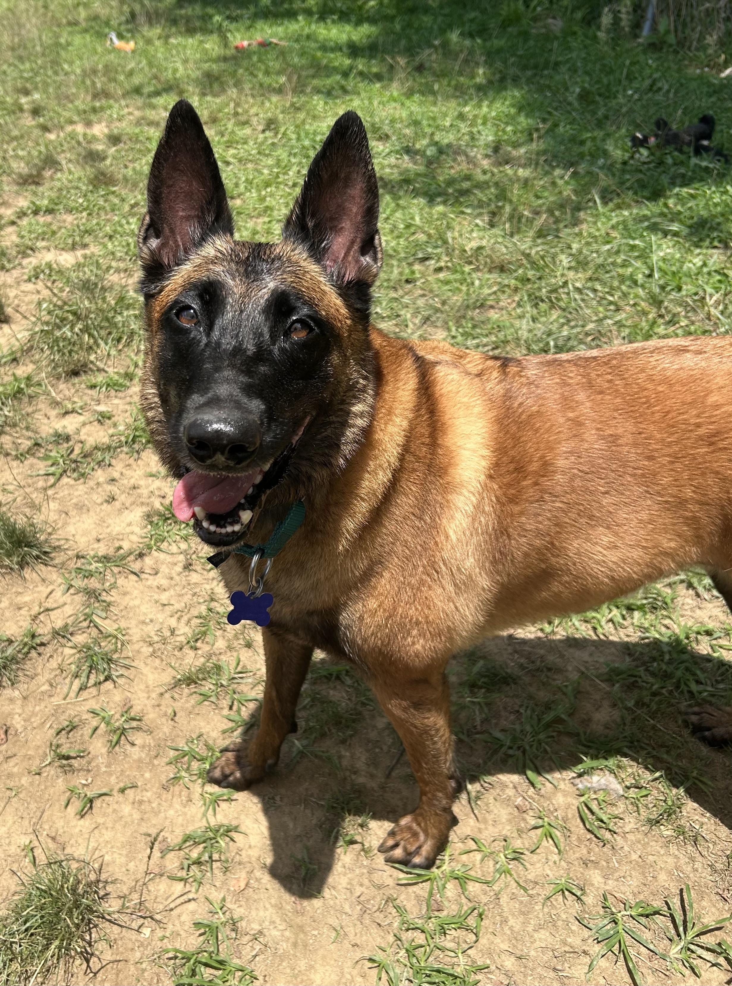 Countess Cupcake, Adoptable, Adult Female Belgian Shepherd / Malinois.